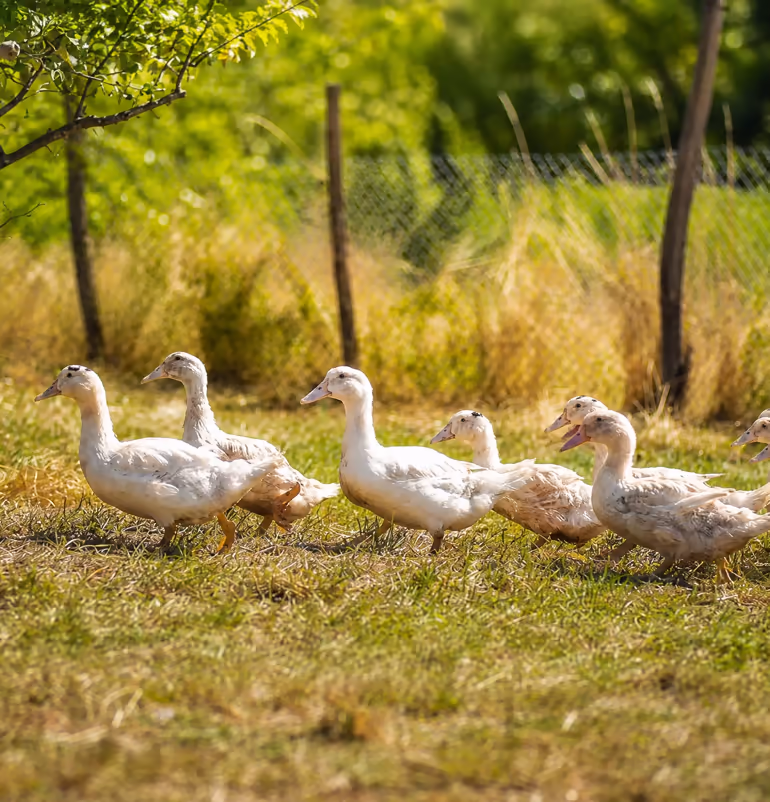 Troupeau d'oies élevées en plein air à la ferme